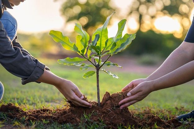 Drought-Resistant Garden